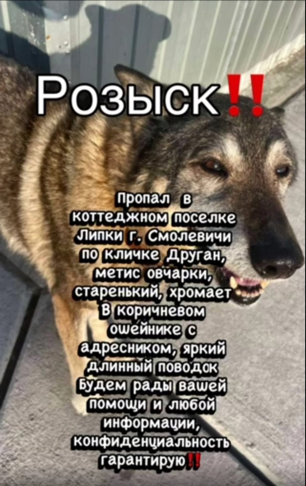 Пропала собака в Минске — https://m.vk.com/id45071219