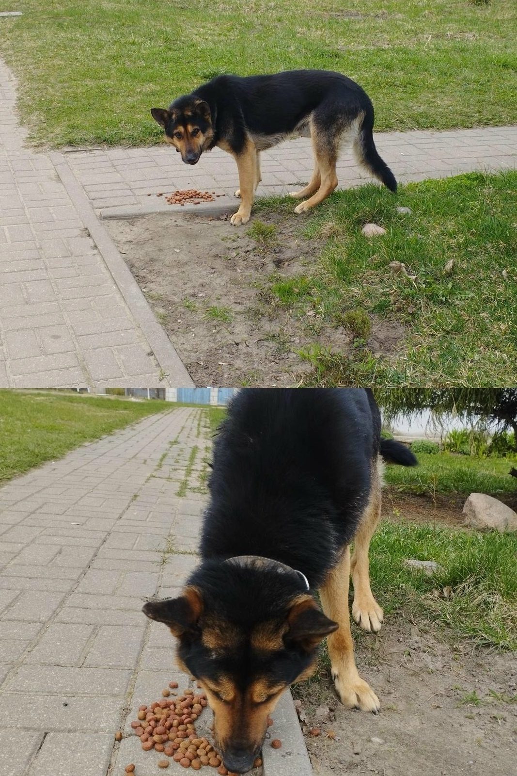 Найдена собака в Минске — Замечена собака.