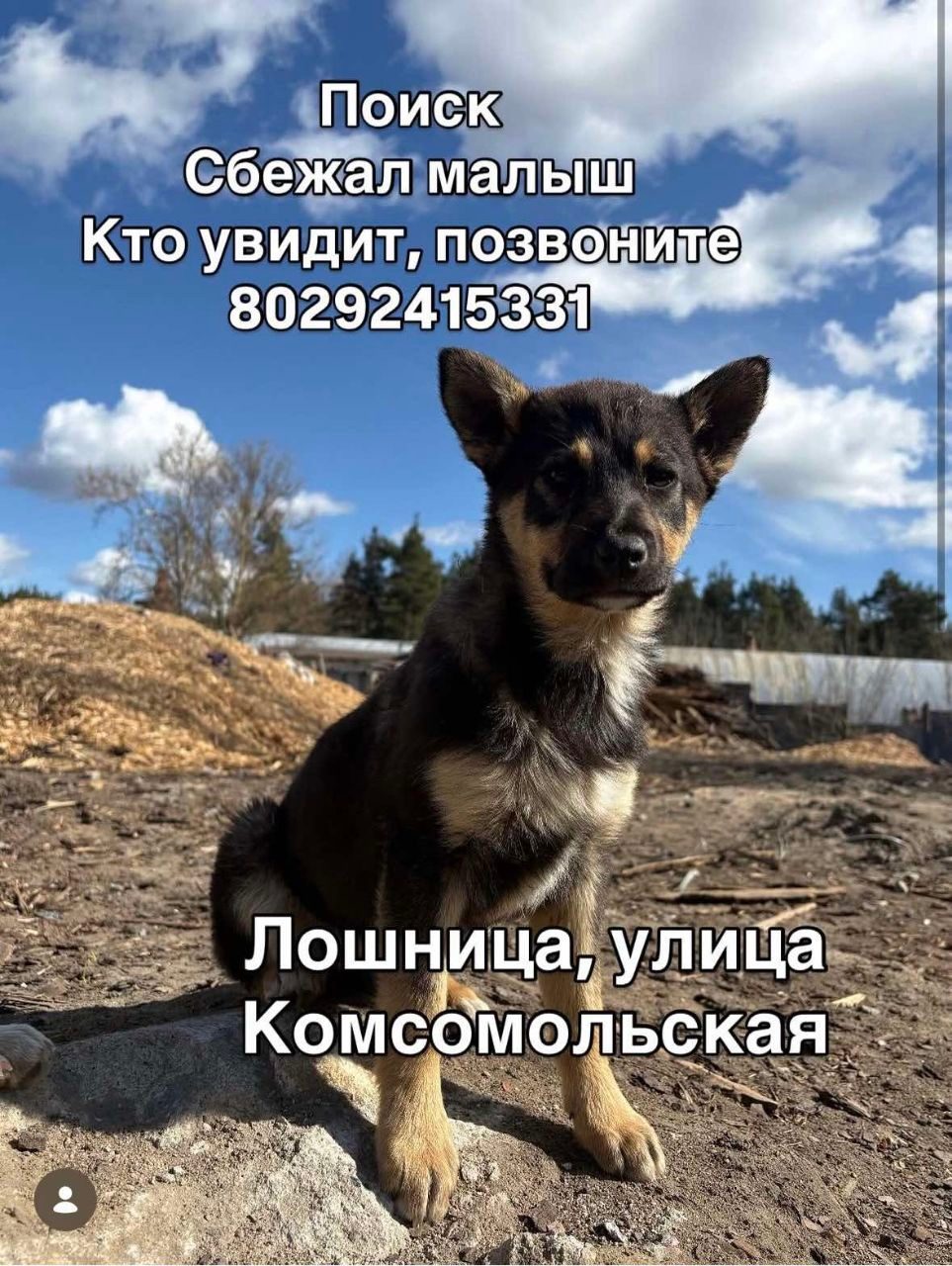 Найдена собака в Минске — Борисовский район, д.Лошница, ул.Комсомольская