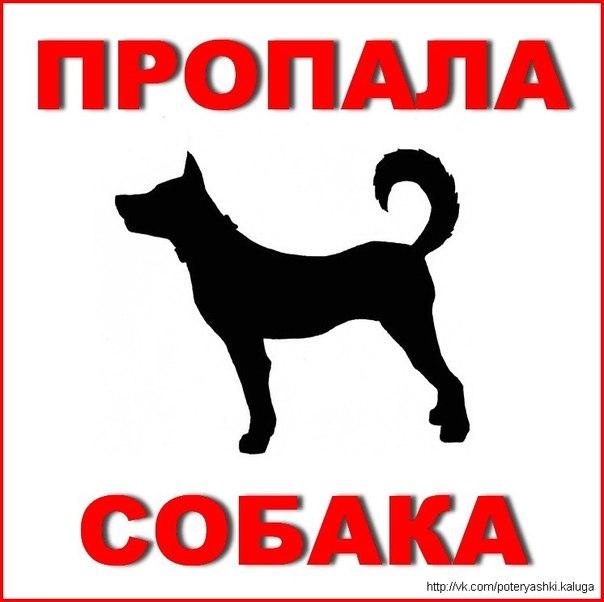 Пропала собака в Минске — Минск, Зелёный луг, Сельхозпоселок