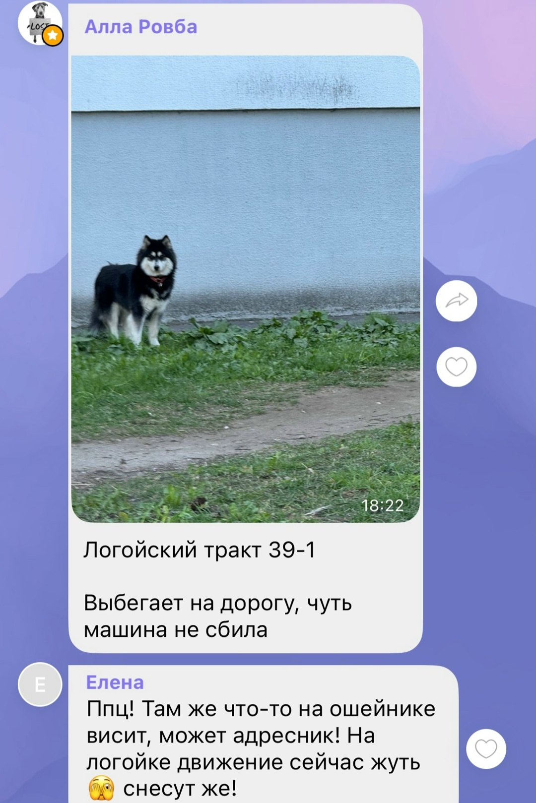 Найдена собака в Минске — Минск.