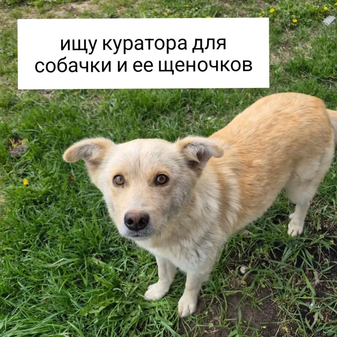 Найдена собака в Минске — около Слуцка