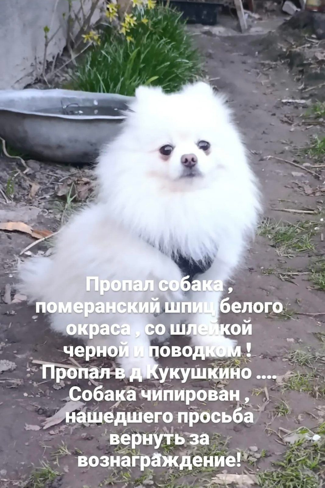 Пропала собака в Минске — Червенский район, д. Кукушкино.