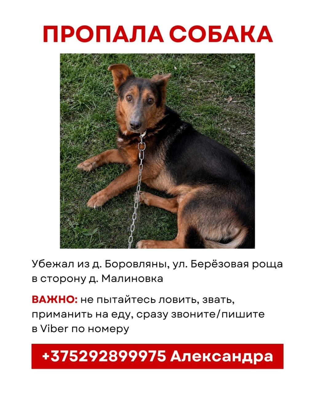 Пропала собака в Минске — Боровляны, ул. Берёзовая роща.