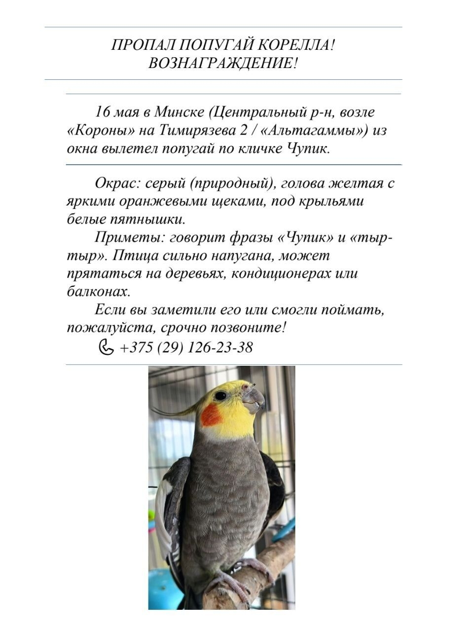 Объявление о питомце в Минске — фото объявления
