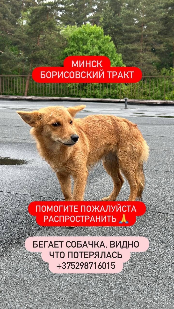 Найдена собака в Минске — Замечена собака, Борисовский тракт