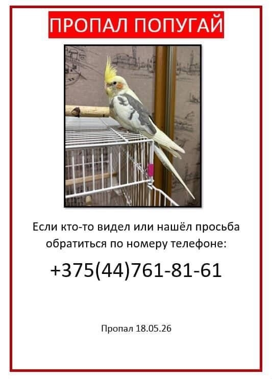 Объявление о питомце в Минске — Минск, Московский район, Малиновка