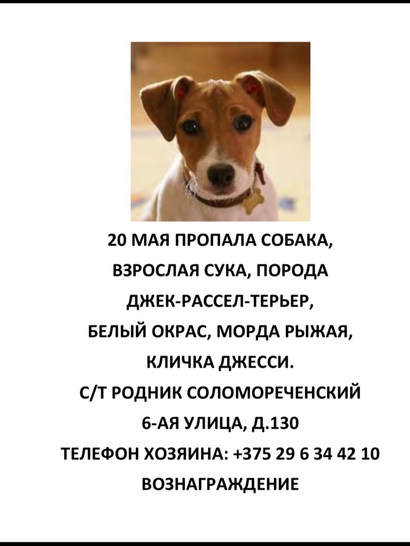 Пропала собака в Минске — Минкий р-н, в 5 км от а.г. Семково, д. Чучаны, Семков городок