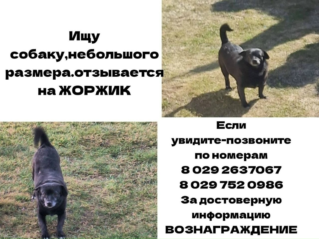 Пропала собака в Минске — Аг.Зажевичи, Солигорский район.
