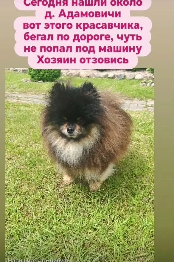 Найдена собака в Молодечно — https://m.vk.com/id224687485
