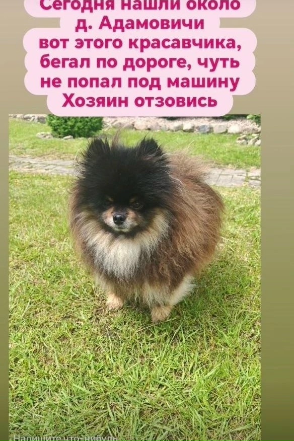 Найдена собака в Молодечно — https://m.vk.com/id224687485