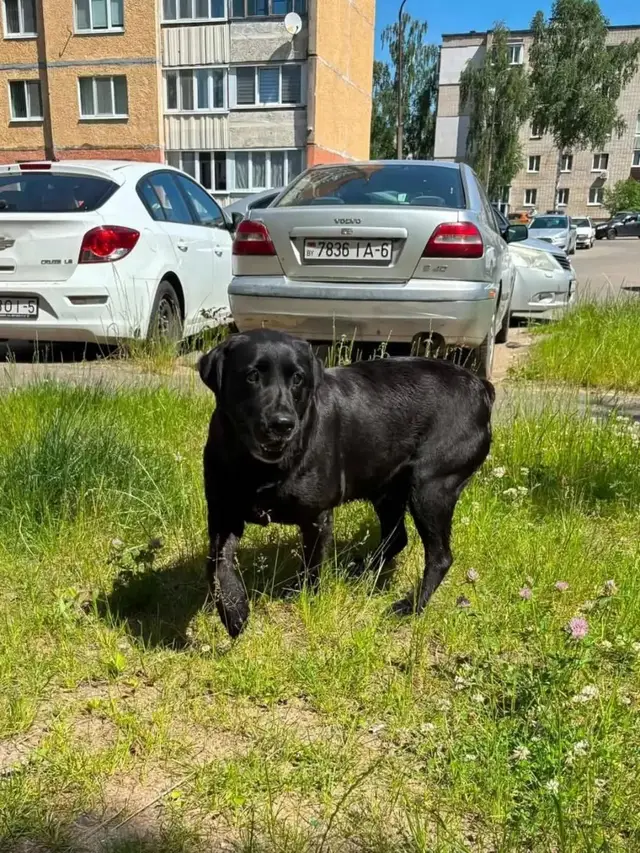 Найдена собака в Борисове — фото объявления