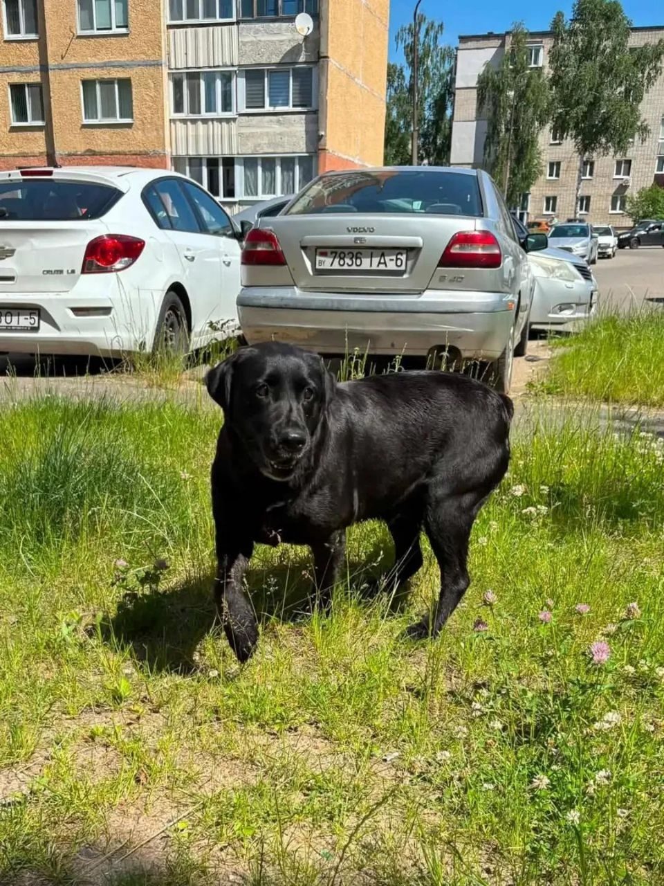 Найдена собака в Борисове — фото объявления