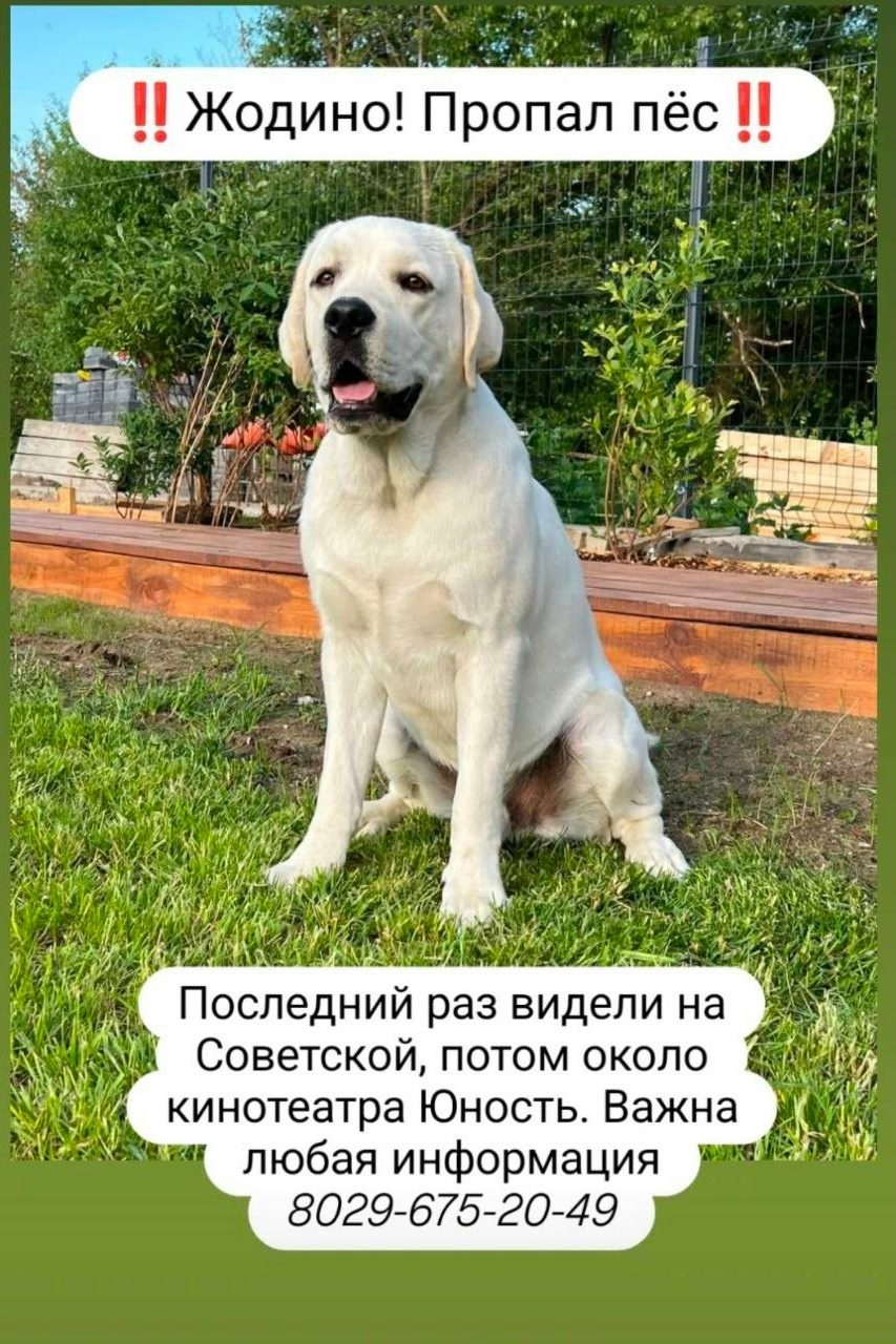 Пропала собака в Жодине — Жодино