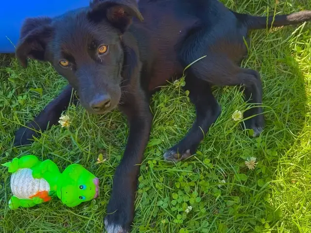 Найденная собака в Солигорске: Солигорск, дачи Найдена собака в Солигорске — Солигорск, дачи