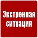 Объявление о питомце в Борисове — Беларусь. Борисовский район.