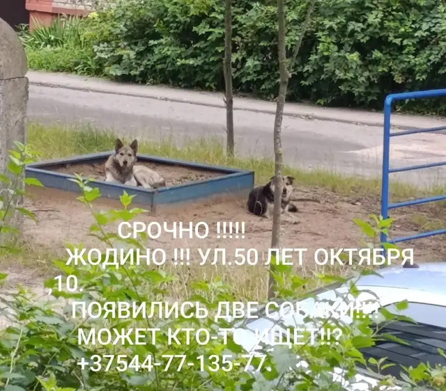 Найденная собака в Жодине: Жодино Найдена собака в Жодине — Жодино