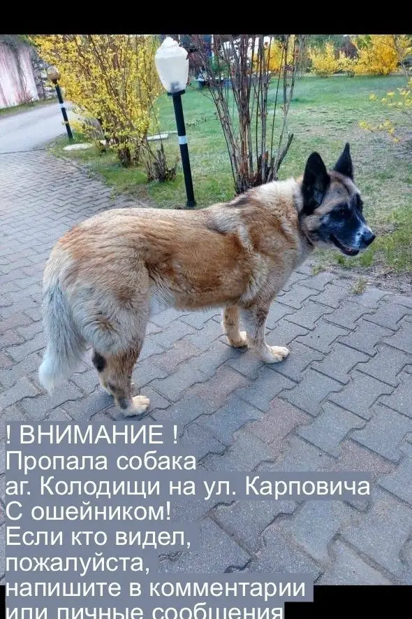Пропала собака в Минске — Внимание !