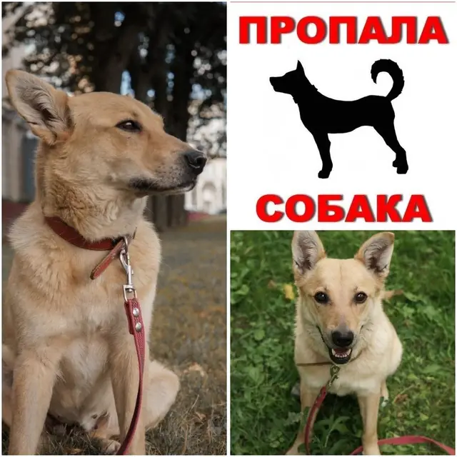 Пропала собака в Минске — Минск. 🆘🆘🆘🆘🆘на передержке, с 3 этажа спрыгнула собака, Саммер. Найти по месту передержка не может.