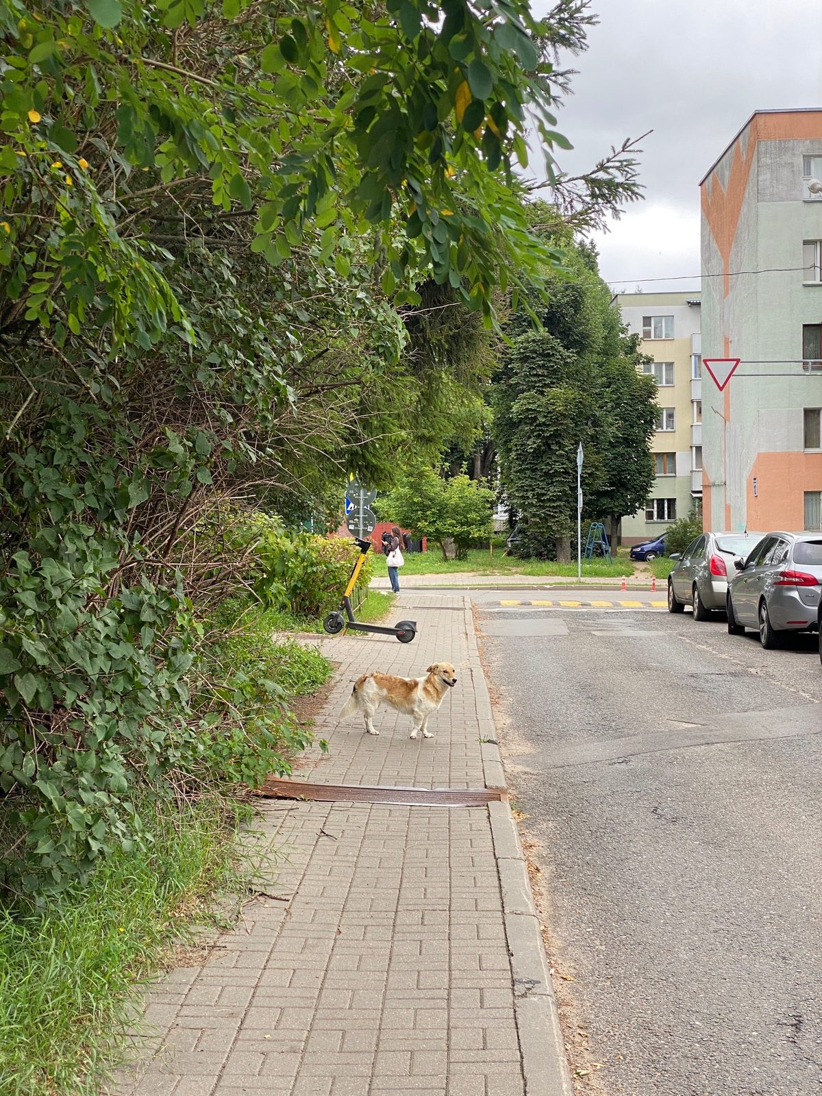 Найдена собака в Минске — Вчера была замечена собака, бегает по району до сих пор. Близко не подходит, побаивается. Хозяин…