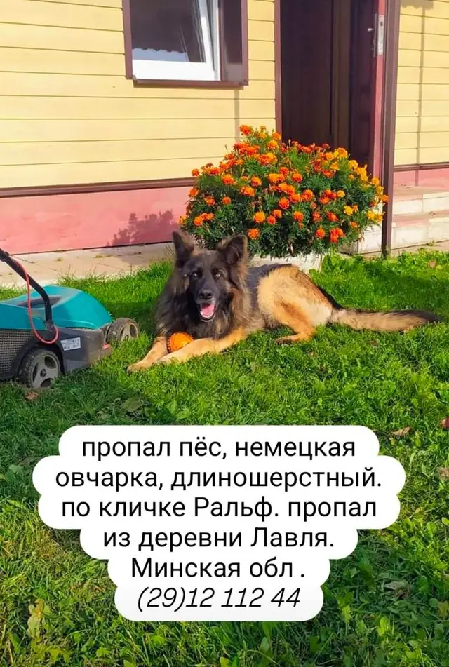 Пропала собака в Смолевичах — Смолевичский район, д.Лавля