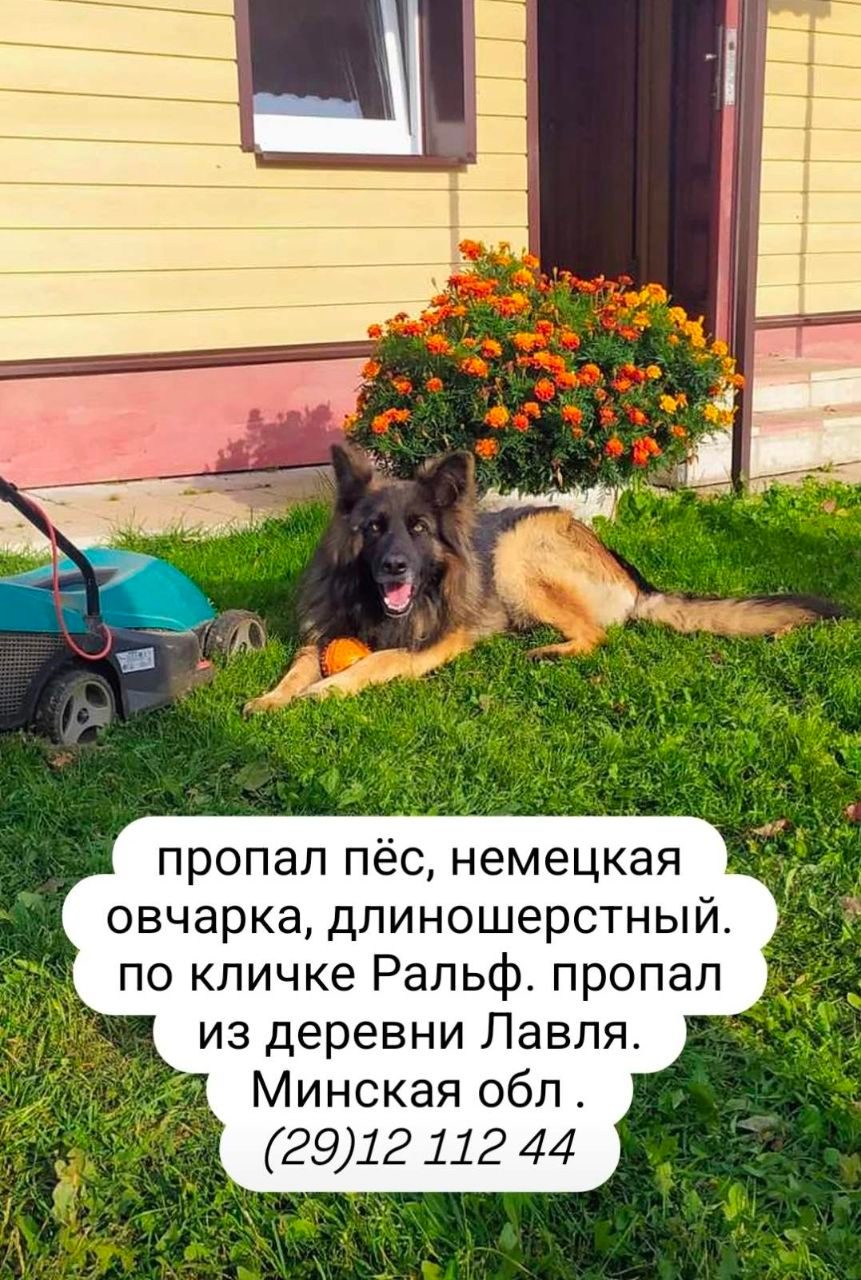 Пропала собака в Смолевичах — Смолевичский район, д.Лавля