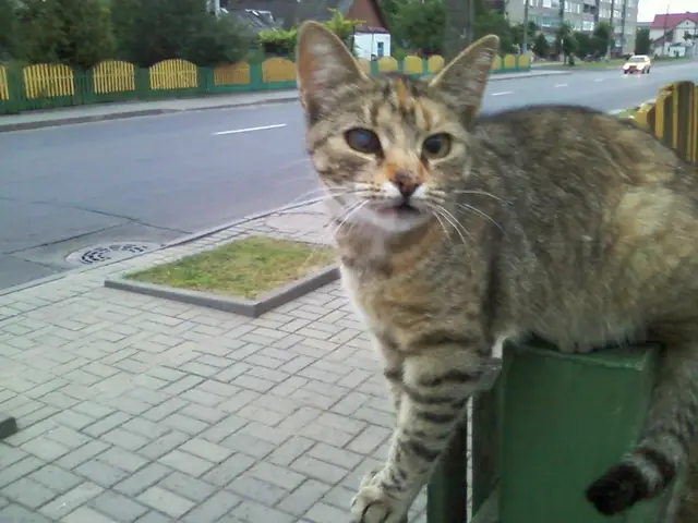 Пропала кошка в Сморгони — Нужна Ваша помощь. Пропала кошка, возможно соседи вывезли и выбросили. В сторону агрегатного завода…