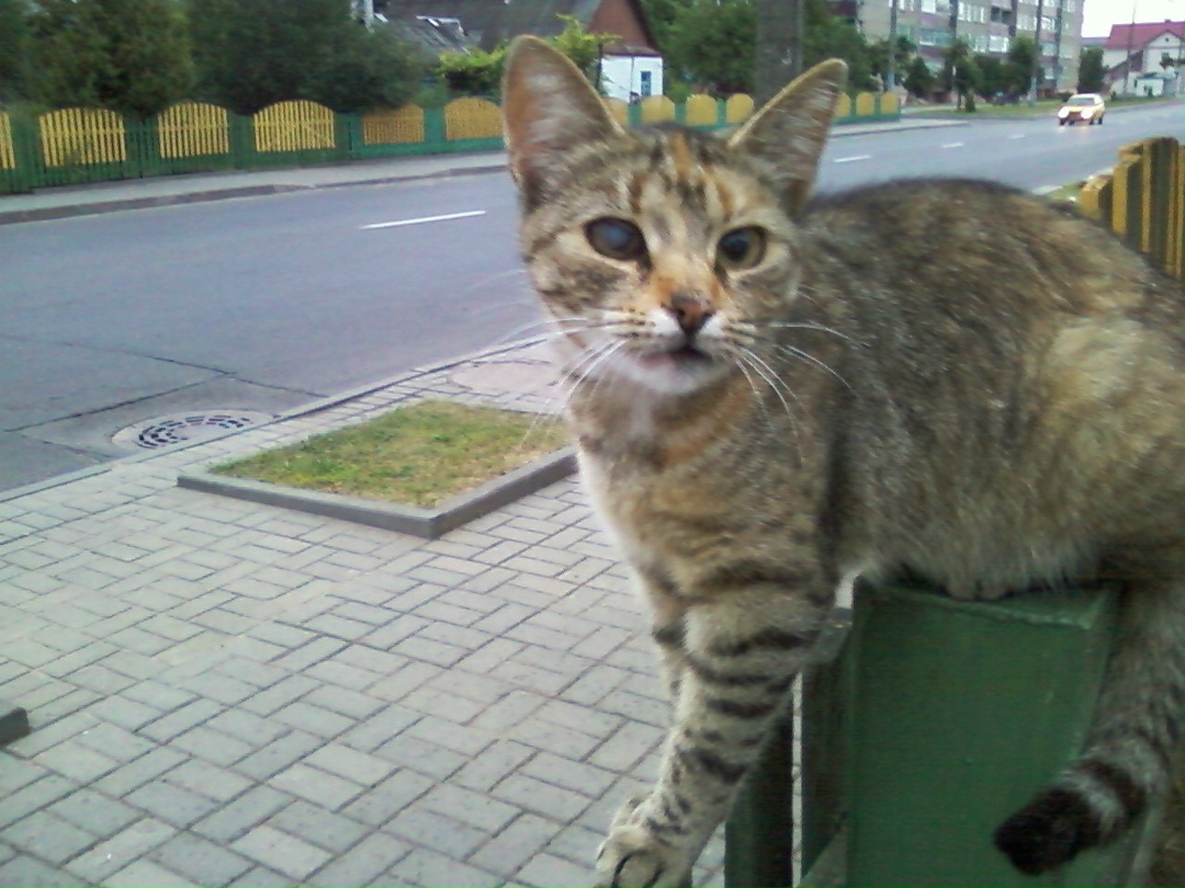 Пропала кошка в Сморгони — Нужна Ваша помощь. Пропала кошка, возможно соседи вывезли и выбросили. В сторону агрегатного завода…