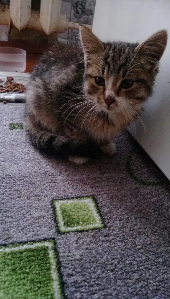 Найдена кошка в Сморгони — Котенка никто не потерял? Подобрал возле в/ч 2044, по дороге в Гаути.