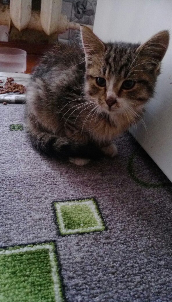 Найдена кошка в Сморгони — Котенка никто не потерял? Подобрал возле в/ч 2044, по дороге в Гаути.