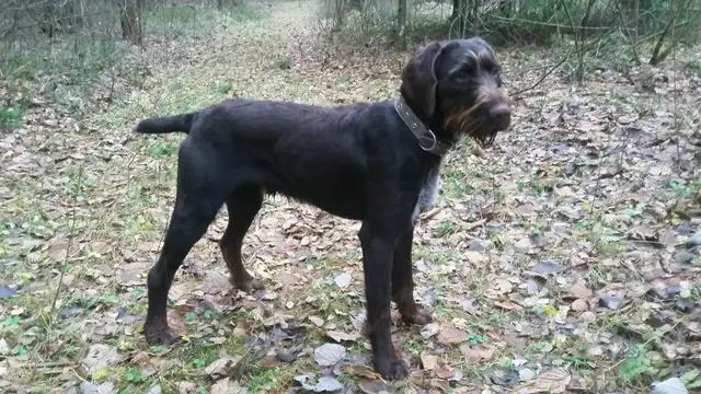 Пропала собака в Сморгони — фото объявления