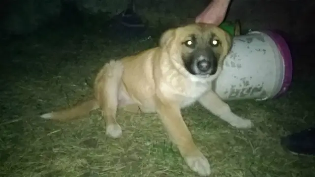Найденная собака в Сморгони Найдена собака в Сморгони — фото объявления
