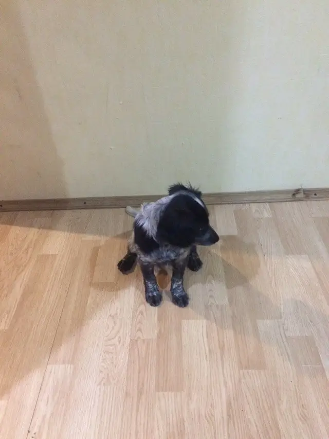 Найдена собака в Сморгони — Внимание !!! Срочно...срочно...сегодня утром в городе Сморгонь на