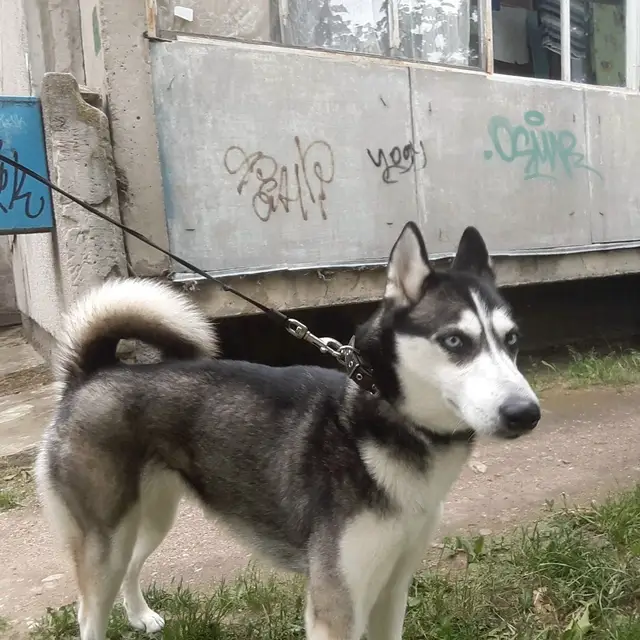 Найдена собака в Сморгони — фото объявления