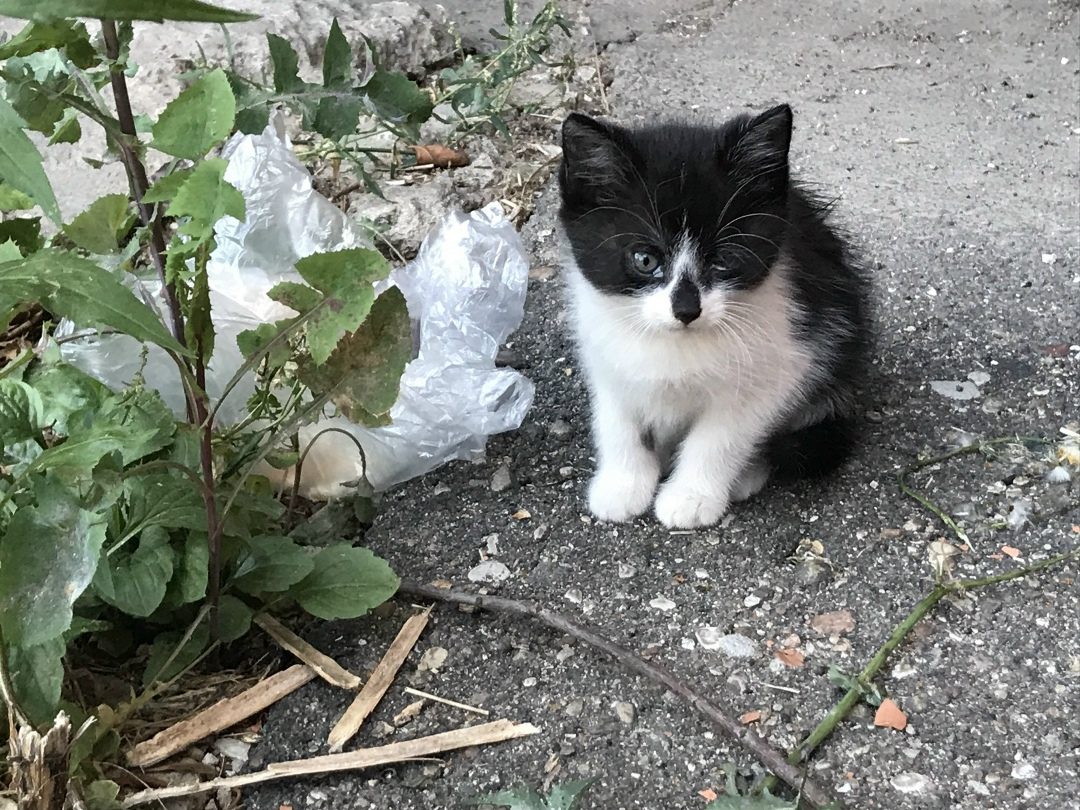 Найдена кошка в Сморгони — Во дворе многоквартирного дома под балконом вот такие малыши живут. Маленькие, возраст месяц где-то…