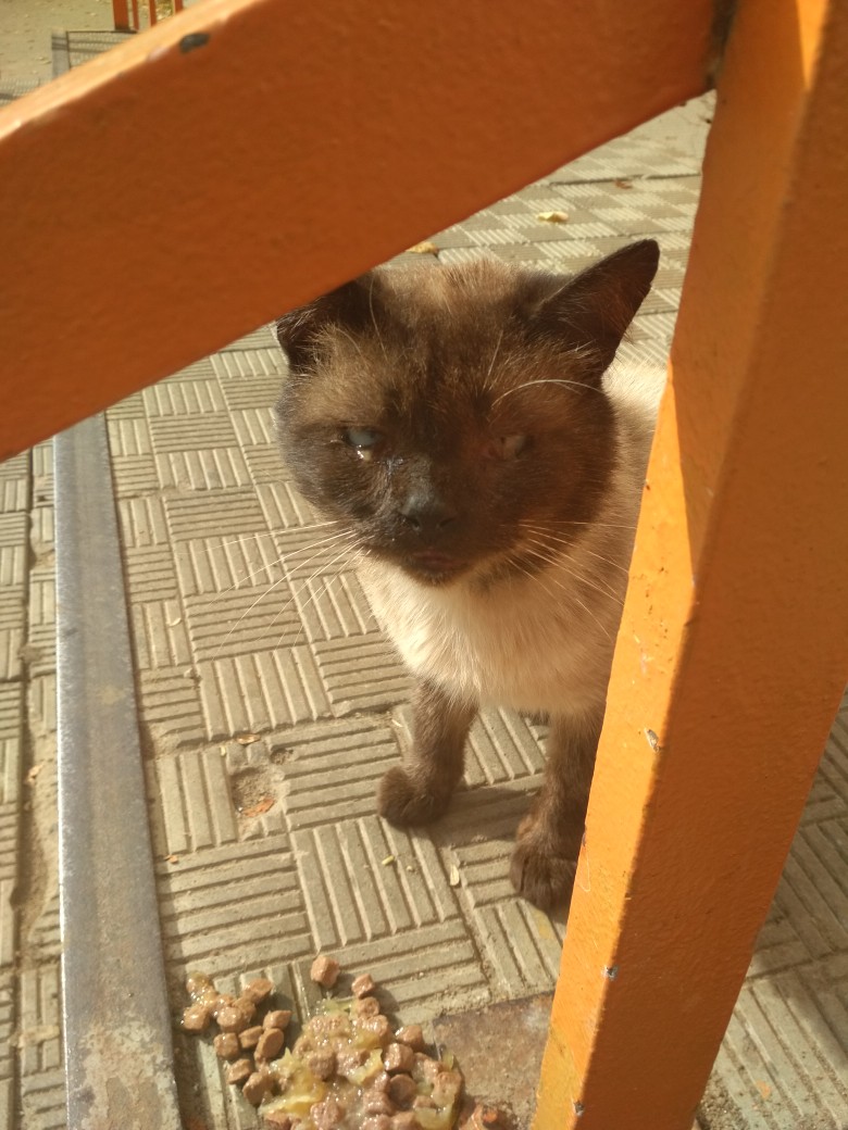 Найдена кошка в Лиде — фото объявления