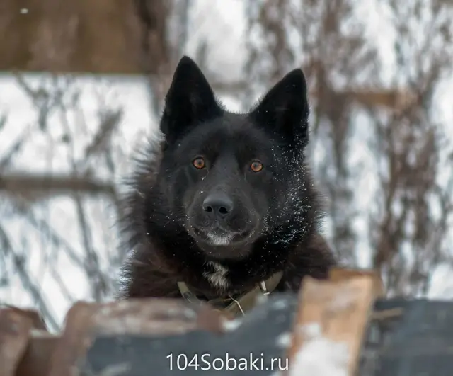 Найденная собака в Лиде: Черныш - этот песик попал к нам уже взрослым. предательство человека он уже испытал. Но он не разочаровался. Он… Найдена собака в Лиде — Черныш - этот песик попал к нам уже взрослым. предательство человека он уже испытал. Но он не…
