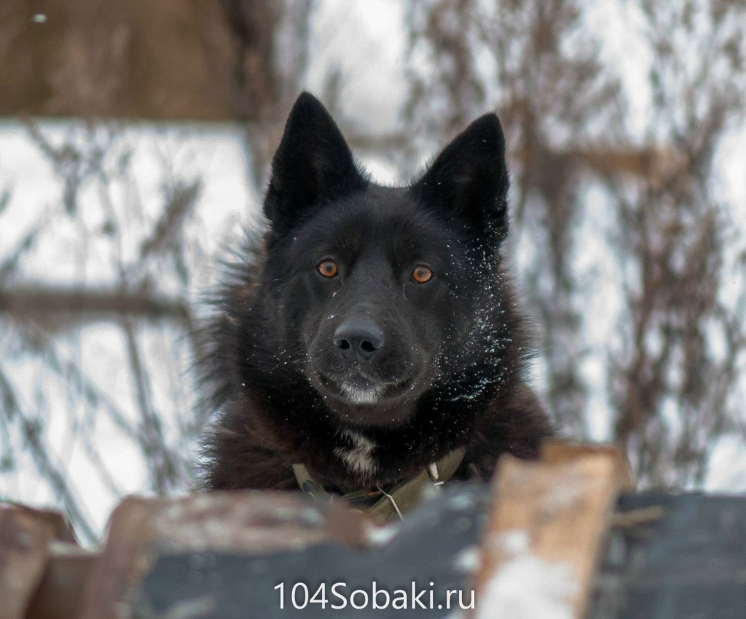 Найдена собака в Лиде — Черныш - этот песик попал к нам уже взрослым. предательство человека он уже испытал. Но он не…