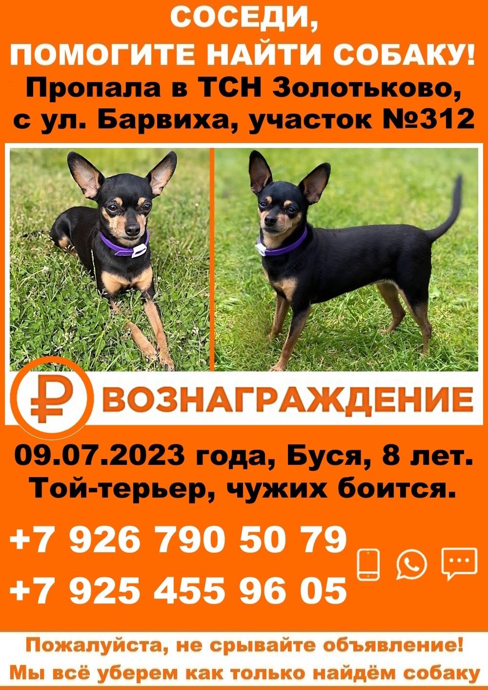 Пропала собака в Лиде — Наро-Фоминский/Можайский городской округ/ Можайск/Верея.
