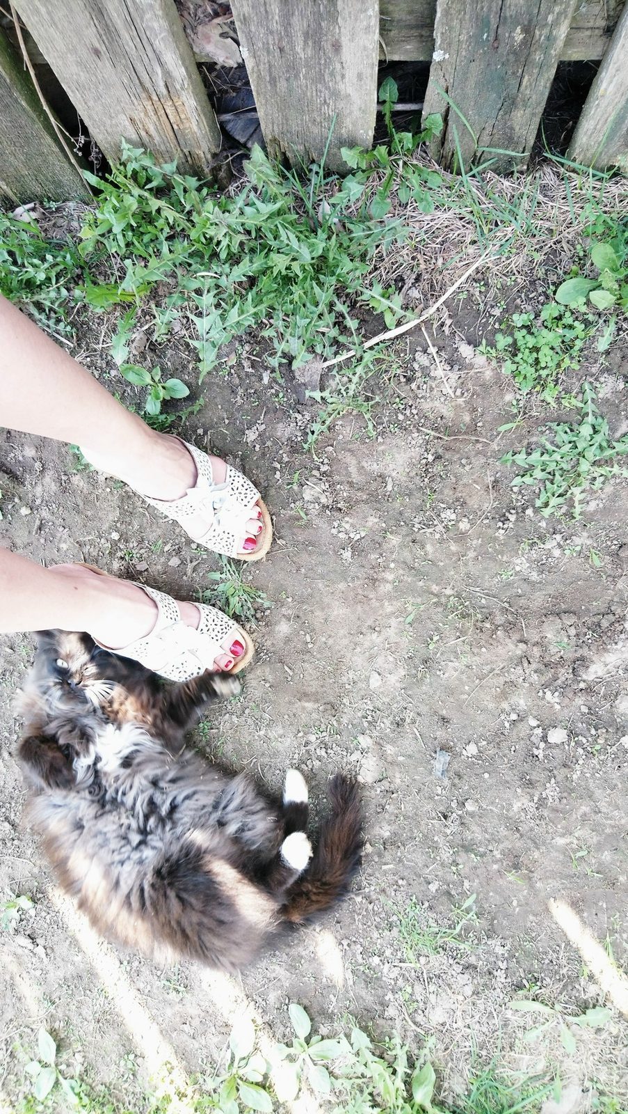 Найдена кошка в Жодине — БЕЛАРУСЬ ! БЕЗДОМНЫЙ КОТЕНОК-ДЕВОЧКА ЛЕДИ, 6 МЕСЯЦЕВ ПРИМЕРНО, КАК МИНИ МЕЙН-КУН, ИЩЕТ ДОМ. ПОЯВИЛАСЬ…