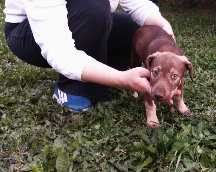 Найдена собака в Жодине — ЖОДИНО И ВСЯ БЕЛАРУСЬ. ПОМОГИТЕ КТО ЧЕМ МОЖЕТ ЖЕНЩИНЕ, КОТОРАЯ СТАРАЕТСЯ ИЗО ВСЕХ СИЛ В ПРИСТРОЙСТВЕ…