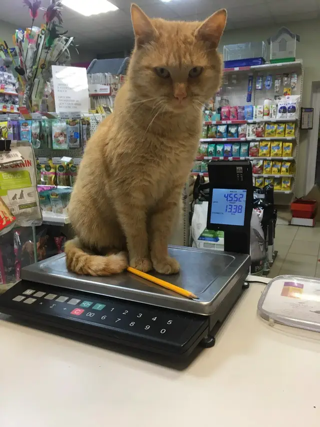 Найдена кошка в Жодине — фото объявления