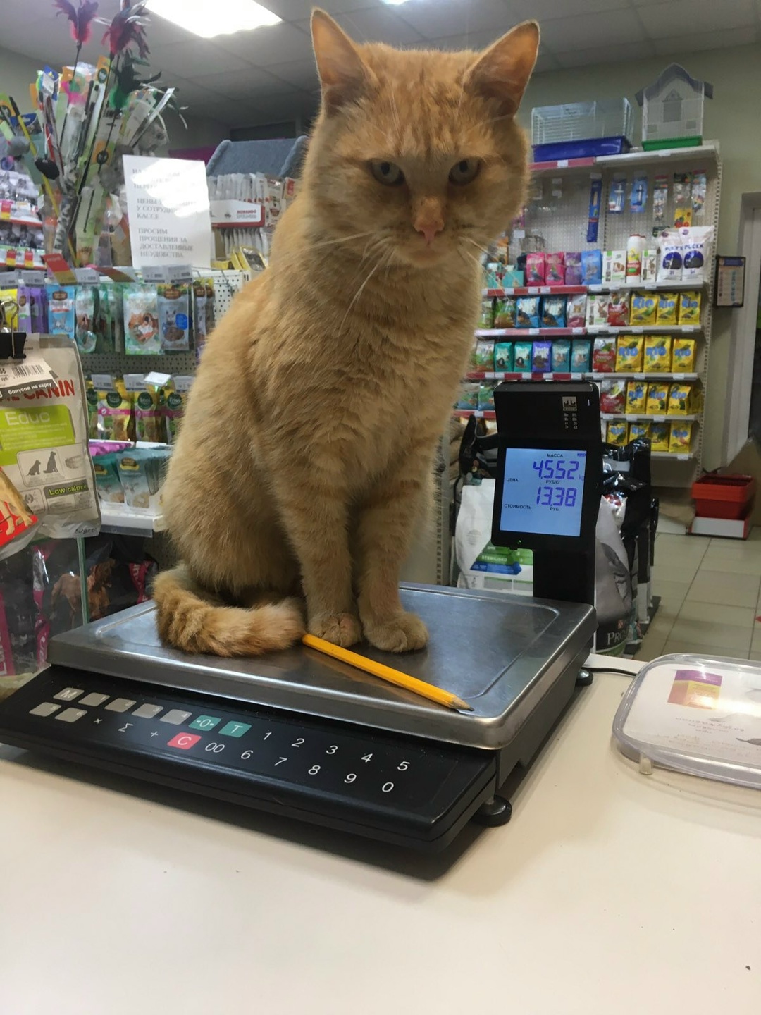 Найдена кошка в Жодине — фото объявления