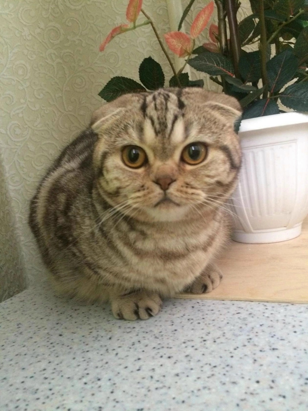 Найдена кошка в Жодине — фото объявления