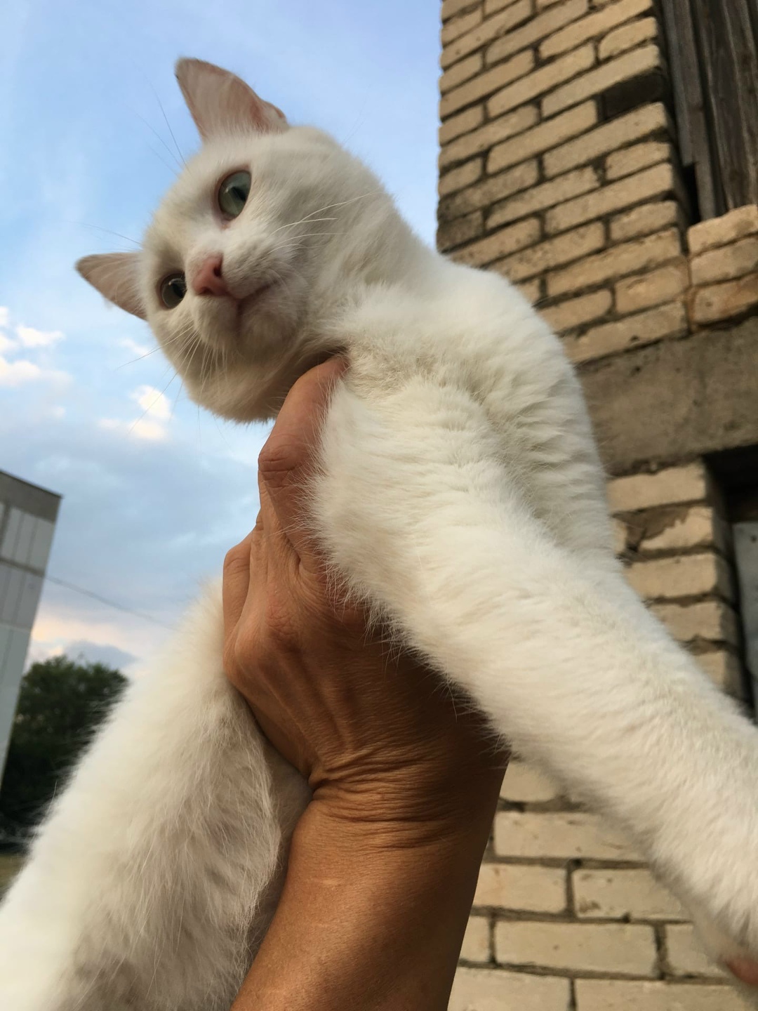 Найдена кошка в Марьиной Горке — прошу репостов🆘