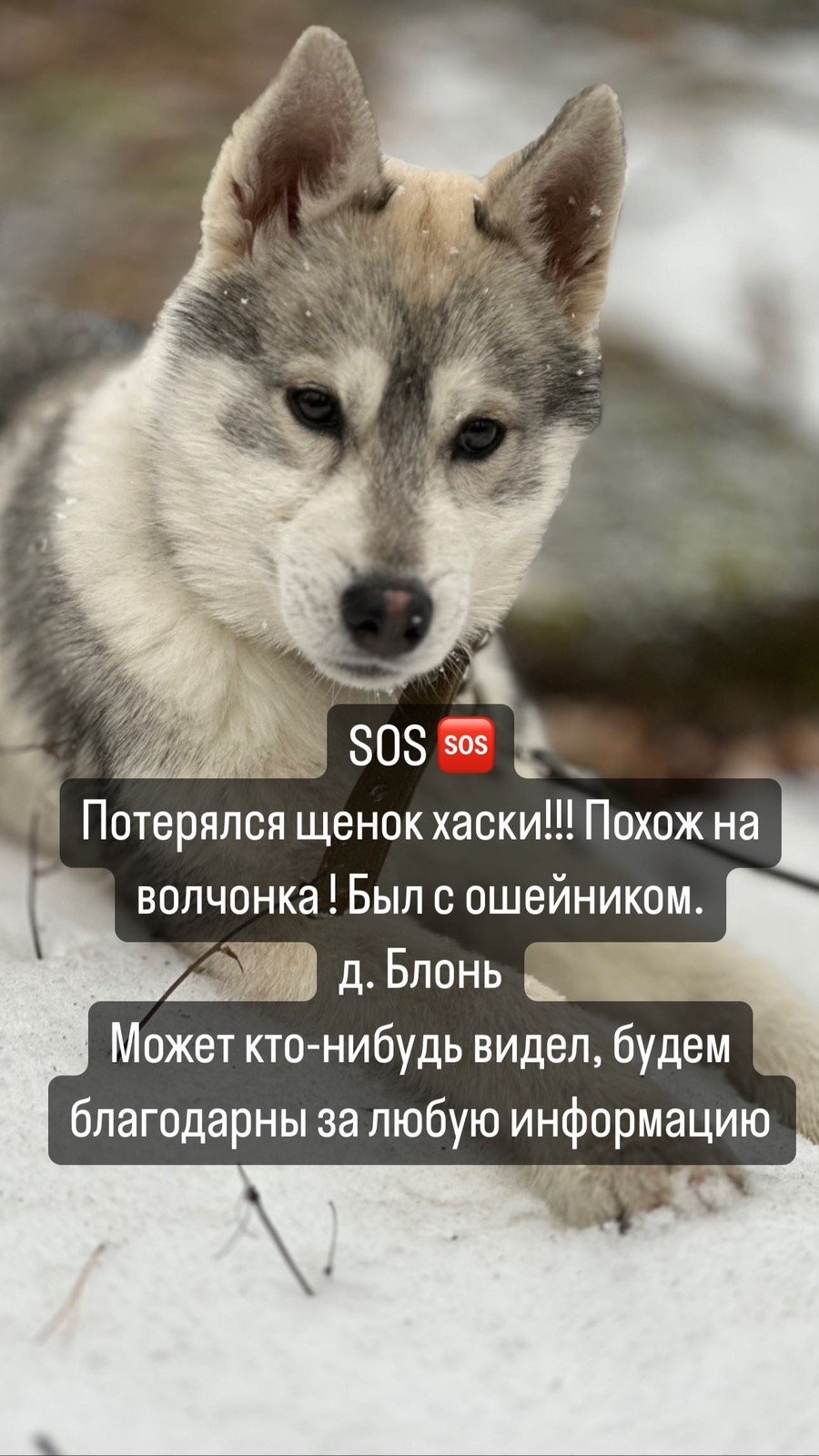 Пропала собака в Марьиной Горке — фото объявления