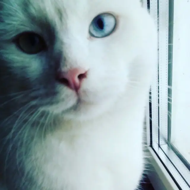 Найдена кошка в Марьиной Горке — SOS! Марьина Горка! Может, кто-нибудь видел кота-потеряшку белого цвета с разноцветными…