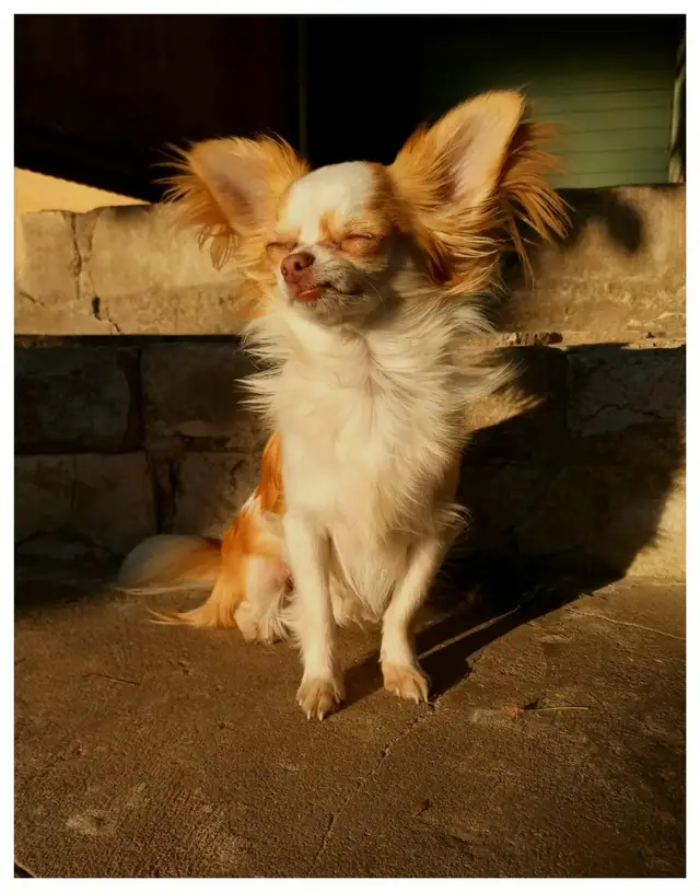 Пропала собака в Марьиной Горке — фото объявления
