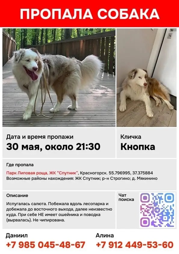 Найденная собака в Калинковичах: Красногорск, СЗАО, ЖК "Sky Sputnik", МО Найдена собака в Калинковичах — Красногорск, СЗАО, ЖК "Sky Sputnik", МО