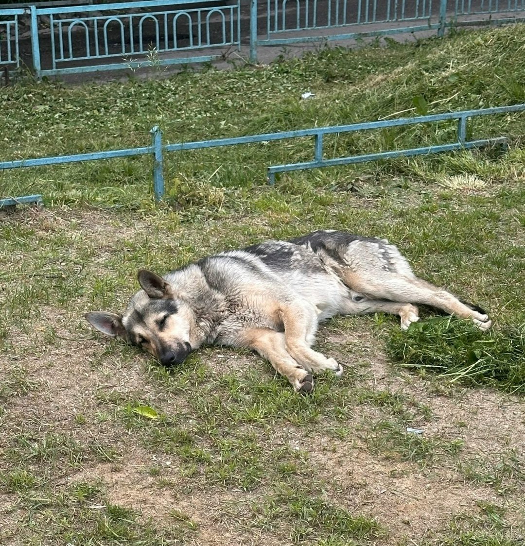 Найдена собака в Калинковичах — МО ЧЕХОВ